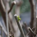 View full post - spring has sprouted