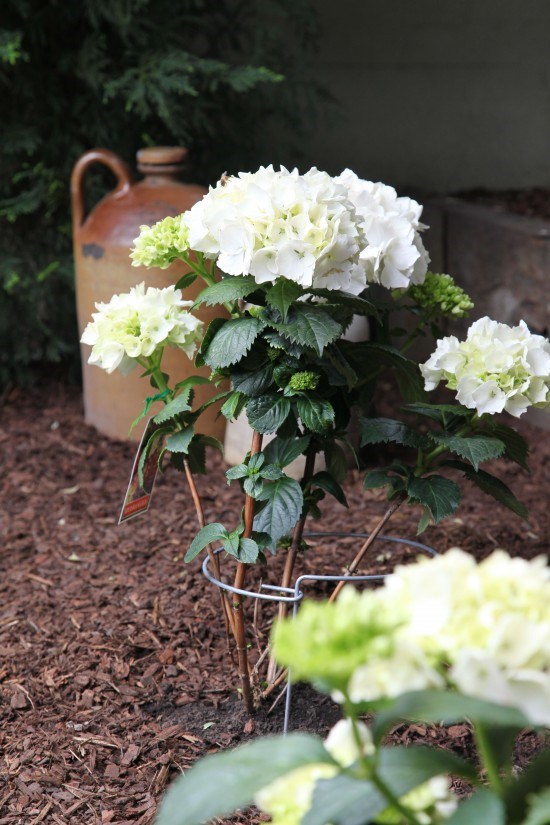 GardenMakeover3