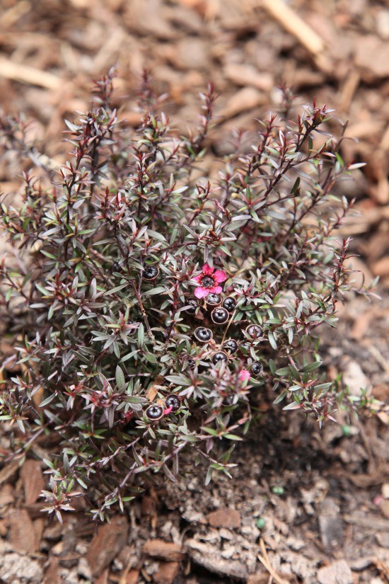 GardenMakeover4