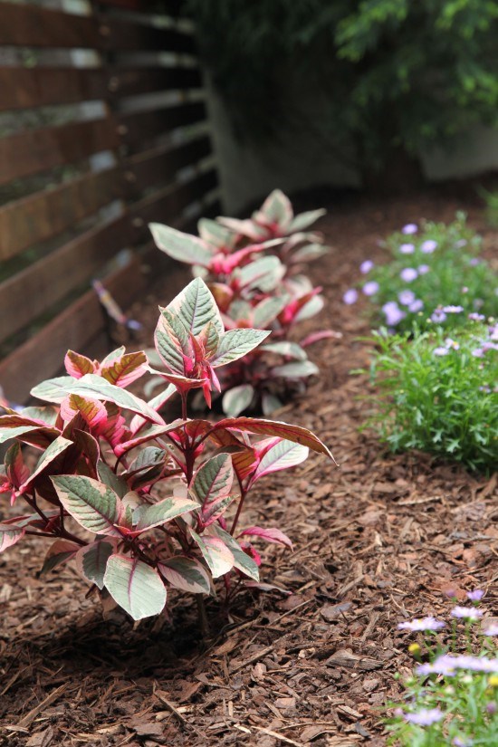 GardenMakeover5