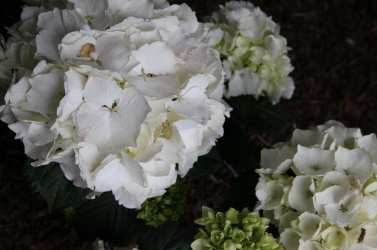 GardenMakeover6